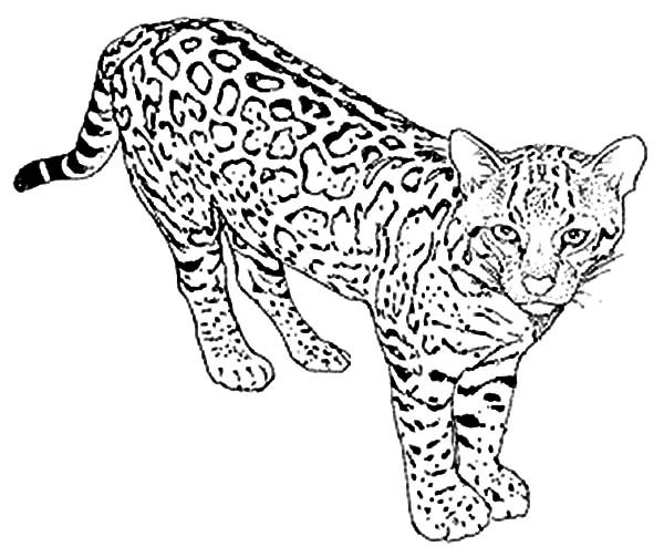 600x503 Wild Cat Leopard Coloring Pages Batch Coloring