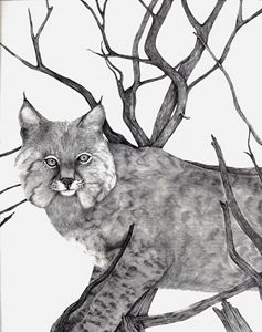 237x300 Bobcat Portrait