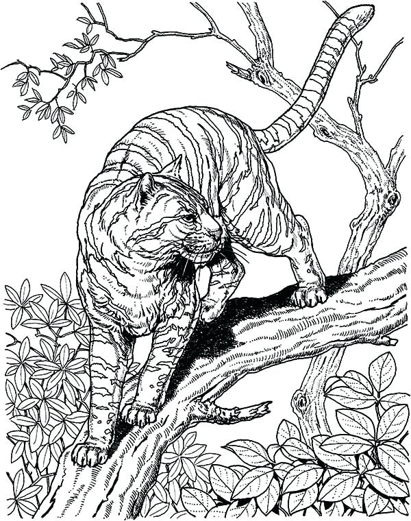 600x760 Wild Cat Coloring Pages Genesisar.co