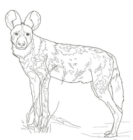 458x480 African Wild Dog Coloring Page Free Printable Coloring Pages