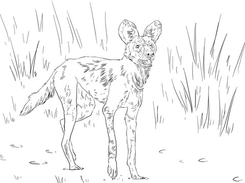 480x360 African Wild Dog Or Ornate Wolf Coloring Page Free Printable