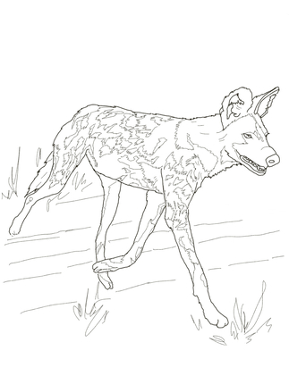 323x430 Click To See Printable Version Of African Wild Dog Or Painted