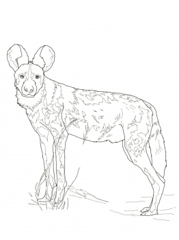 262x350 African Wild Dog Ideas For The House Wild Dogs