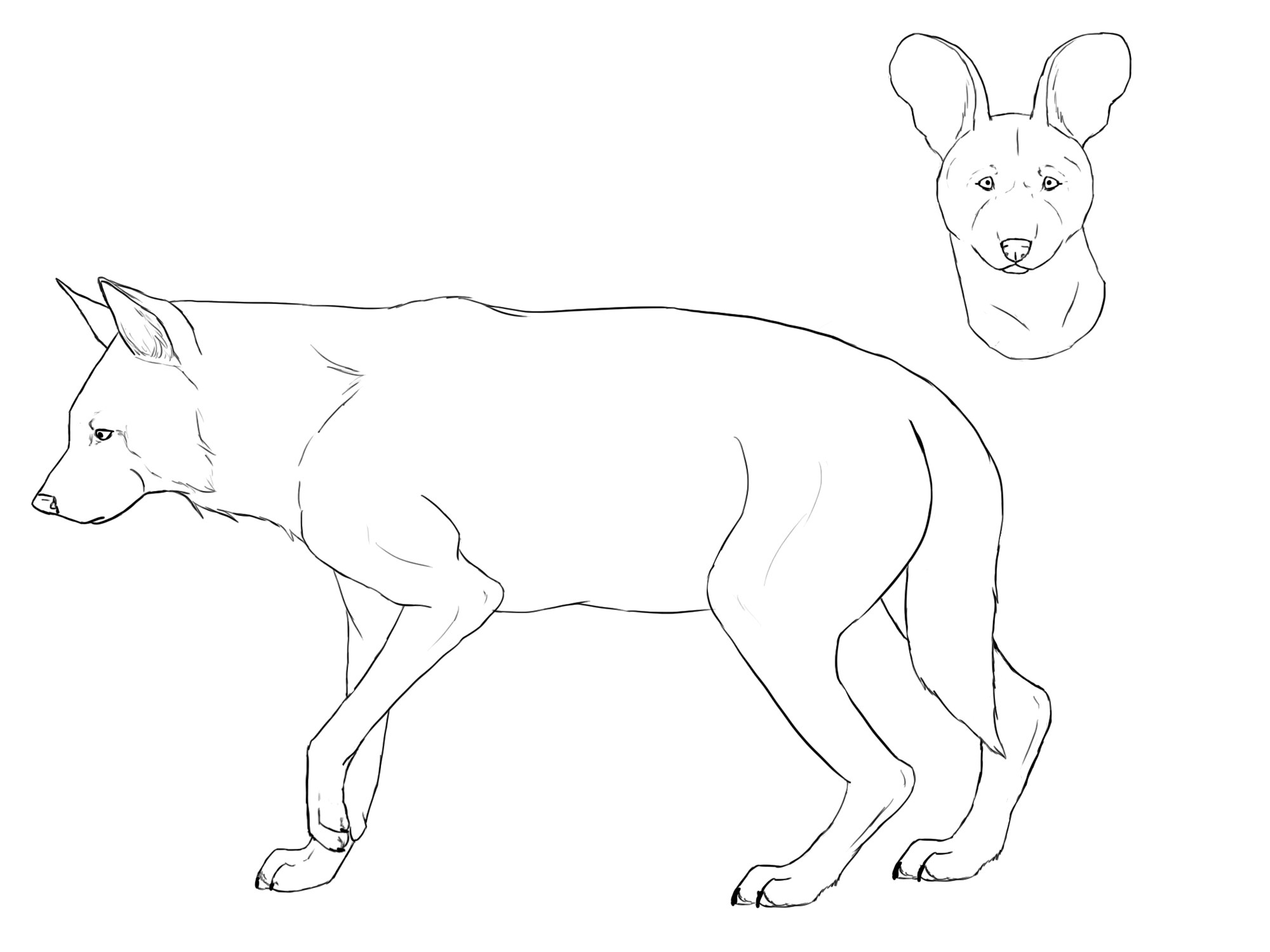 2000x1500 Free African Wild Dog Lineart Psd File By Caledoncat