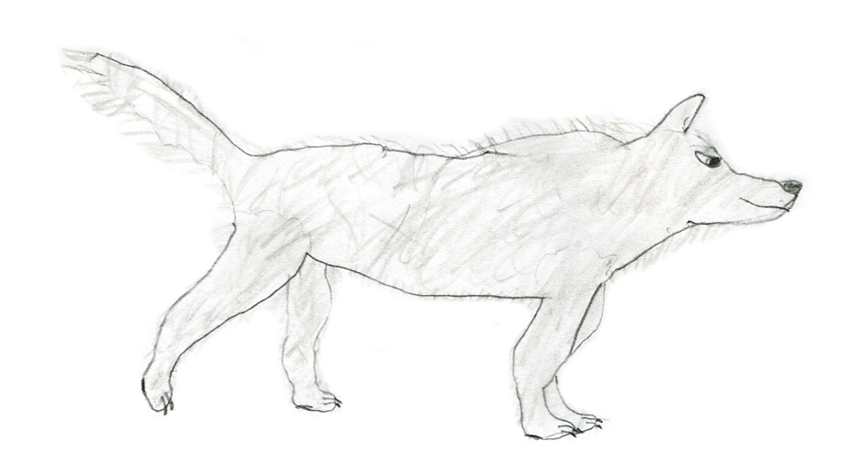 923x506 Kids Art Wild Dogs The Wild World Of Zoobooks