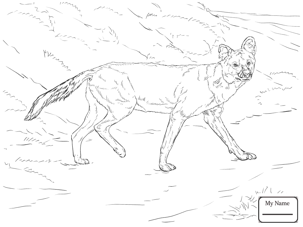 1224x918 Mammals African Wild Dog Or Ornate Wolf Wild Dogs Coloring Pages