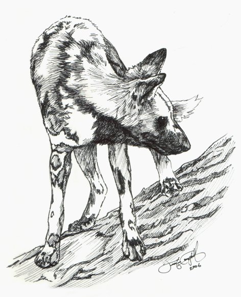 472x583 African Wild Dog Ii By Greyviolett