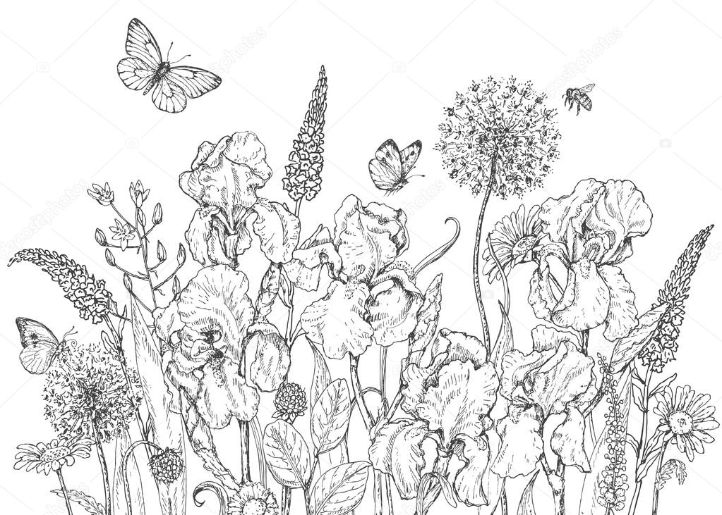1023x731 Iris, Wild Flowers And Insects Sketch Stock Vector Valiva