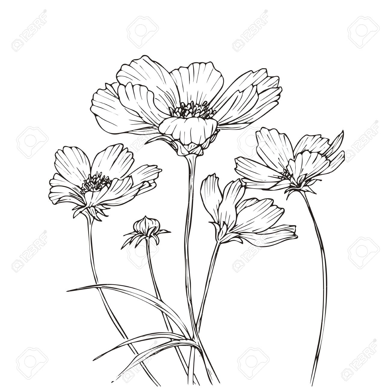 1300x1300 Hand Drawn Vector With Cosmos Flowers. Floral Natural Design