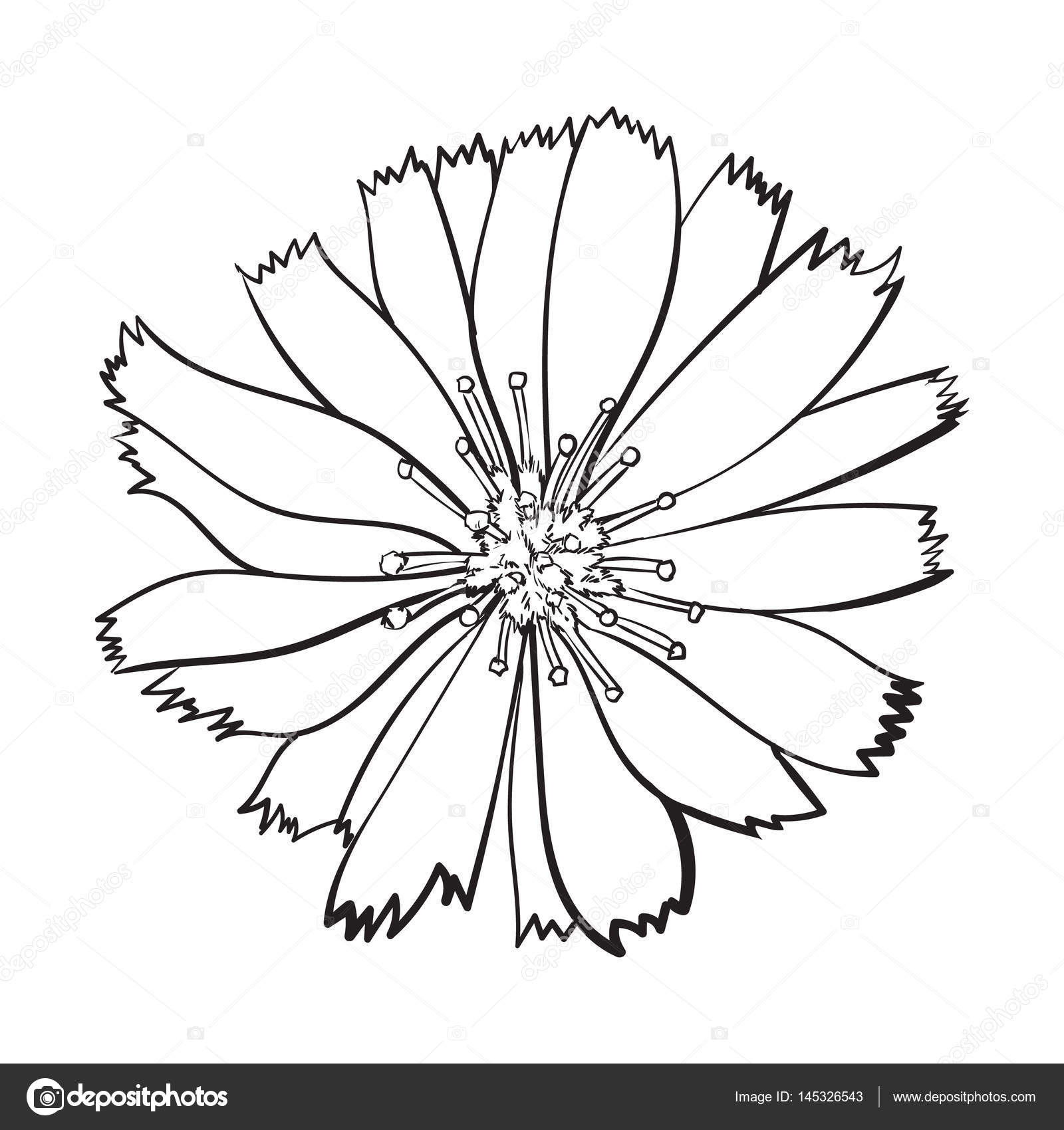 1600x1700 Open Chicory Wild Flower Head, Top View, Sketch Vector