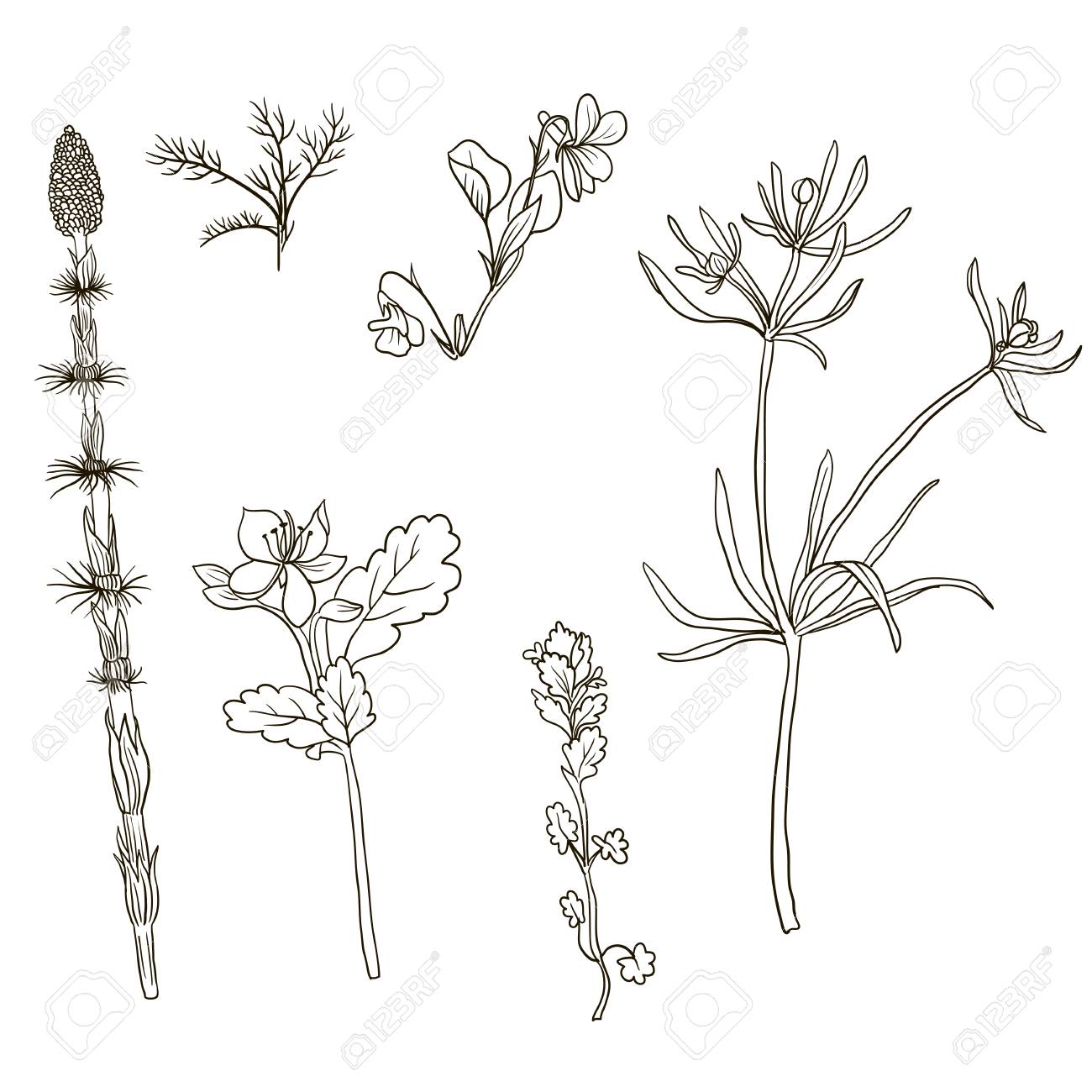 1300x1300 Vector Set Of Line Drawing Wild Flowers And Herbs , Isolated