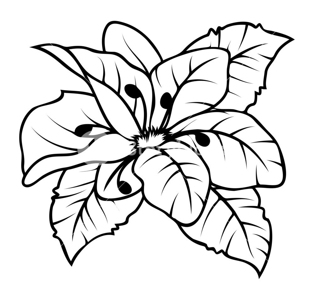 1000x956 Wild Flower Drawing Vector Royalty Free Stock Image