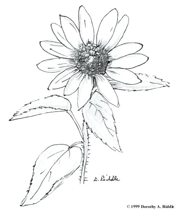 580x691 Wildflower Coloring Pages Flower Doodle Drawing Freehand Vector