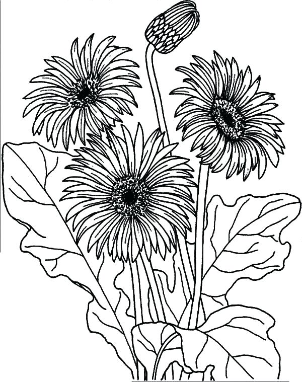 600x759 Wildflower Coloring Pages Hand Drawn Line Illustration With Iris
