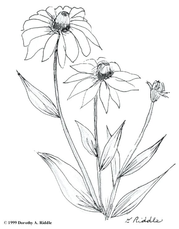 Wild Flower Drawing at GetDrawings | Free download
