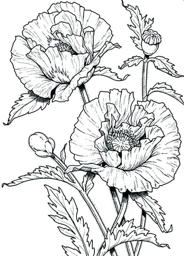 600x835 Wildflower Coloring Pages