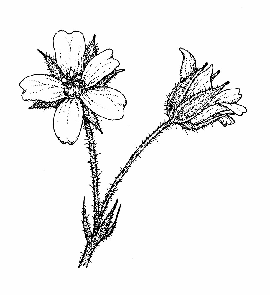 916x1000 Genus Geranium (Crane's Bill) Go Botany
