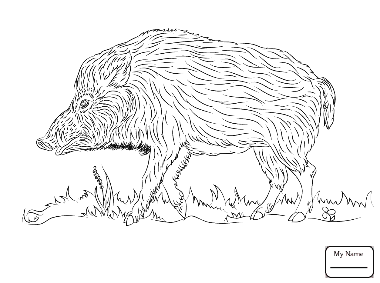 1253x934 Coloring Pages For Kids Mammals Wild Boars Big Wild Boar