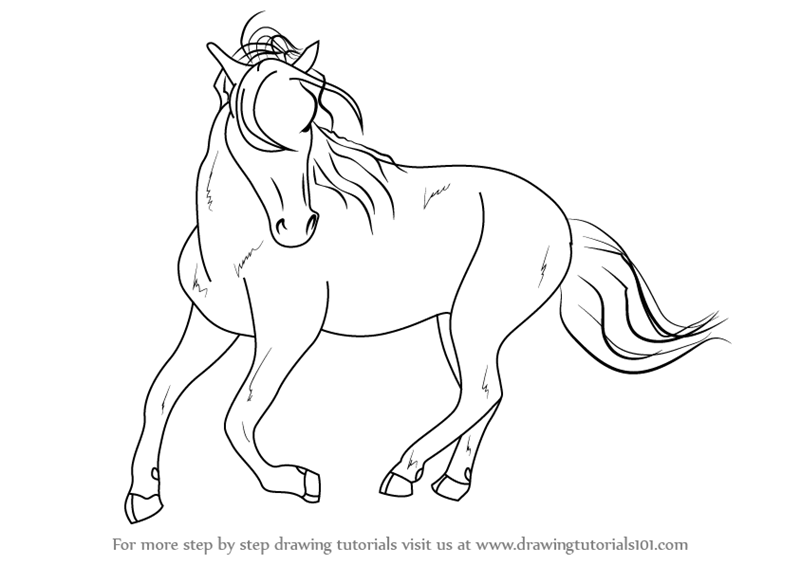 800x565 Learn How To Draw A Barb Horse (Wild Animals) Step By Step