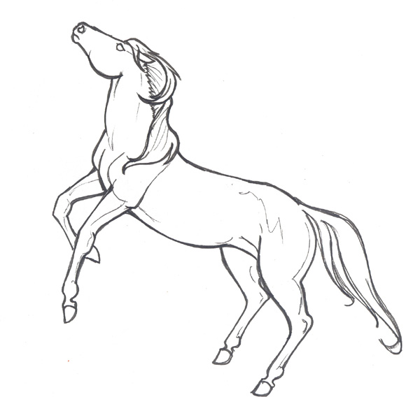 Wild Horse Drawing at GetDrawings | Free download