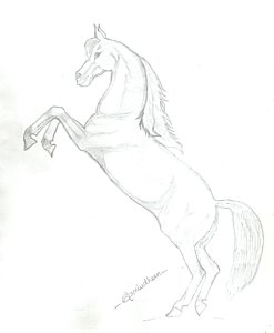 247x300 Wild Horse Drawings