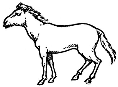 400x294 Elegant Free Pictures Of Wild Animals Wild Horse Drawings Clipart