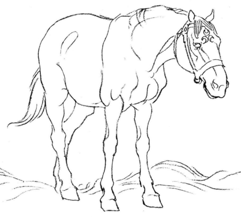 480x431 Horse In Field Coloring Page Free Printable Coloring Pages