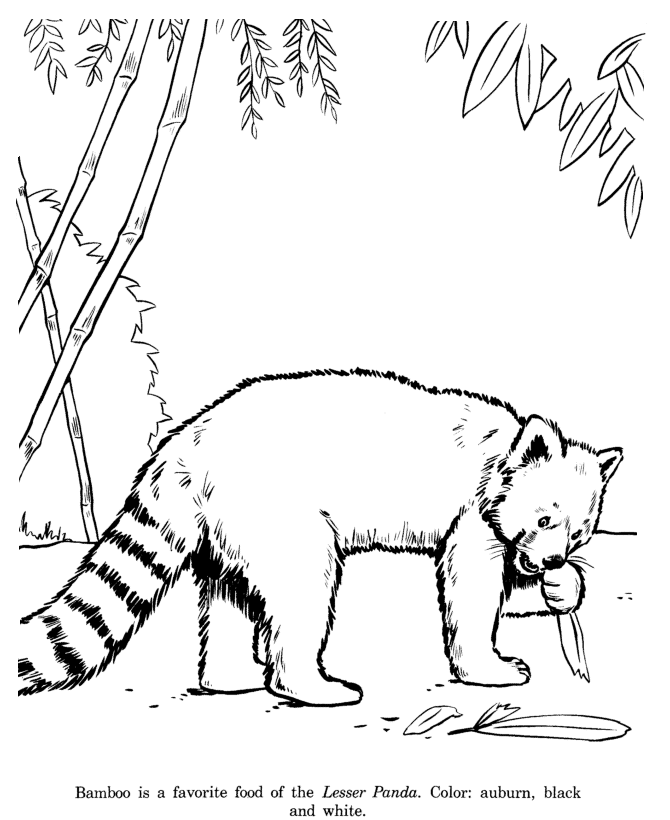 670x820 Animal Drawings Coloring Pages Lesser Panda Bear Animal