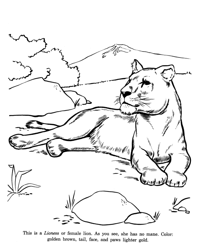 670x820 Animal Drawings Coloring Pages Lioness Animal Identification