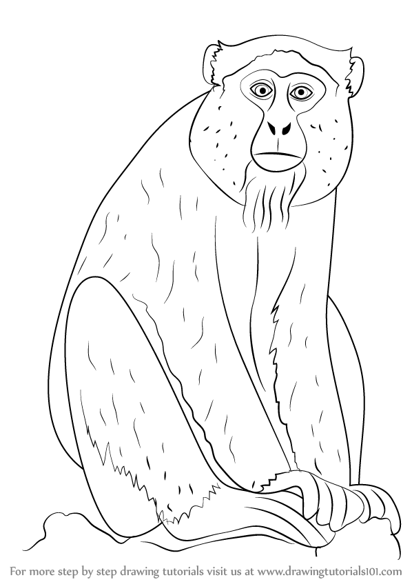 598x844 Learn How To Draw A Blue Monkey (Wild Animals) Step By Step