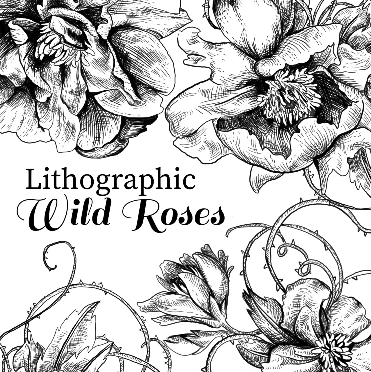 1498x1500 Floral Clipart Wild Roses Lithographs Vintage Clipart Rose