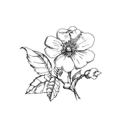 520x520 Illustrated Compendium