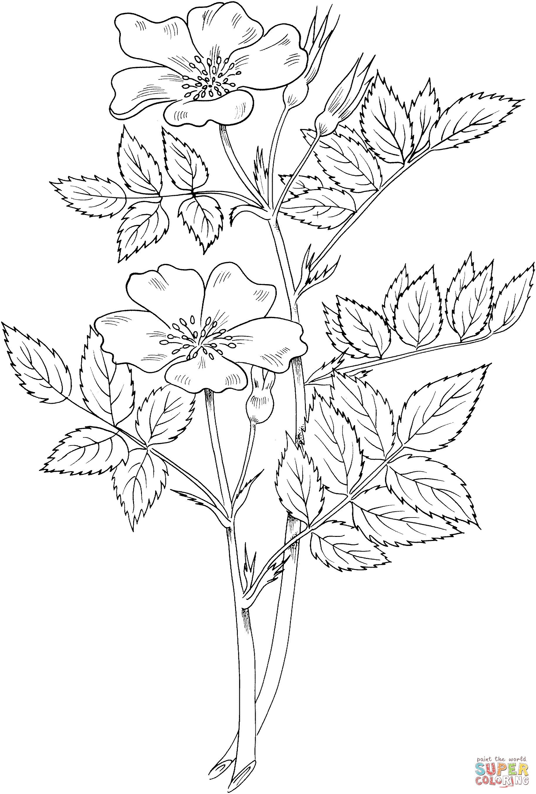 1828x2708 Rosa Blanda Or Meadow Wild Rose Or Or Prairie Rose Coloring Page