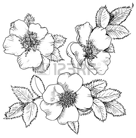 444x450 7,027 Wild Rose Stock Illustrations, Cliparts And Royalty Free