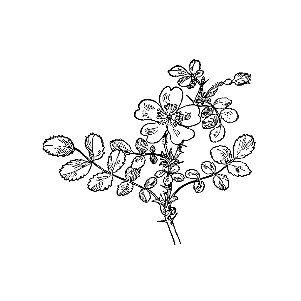 1024x1024 Wild Rose 48f