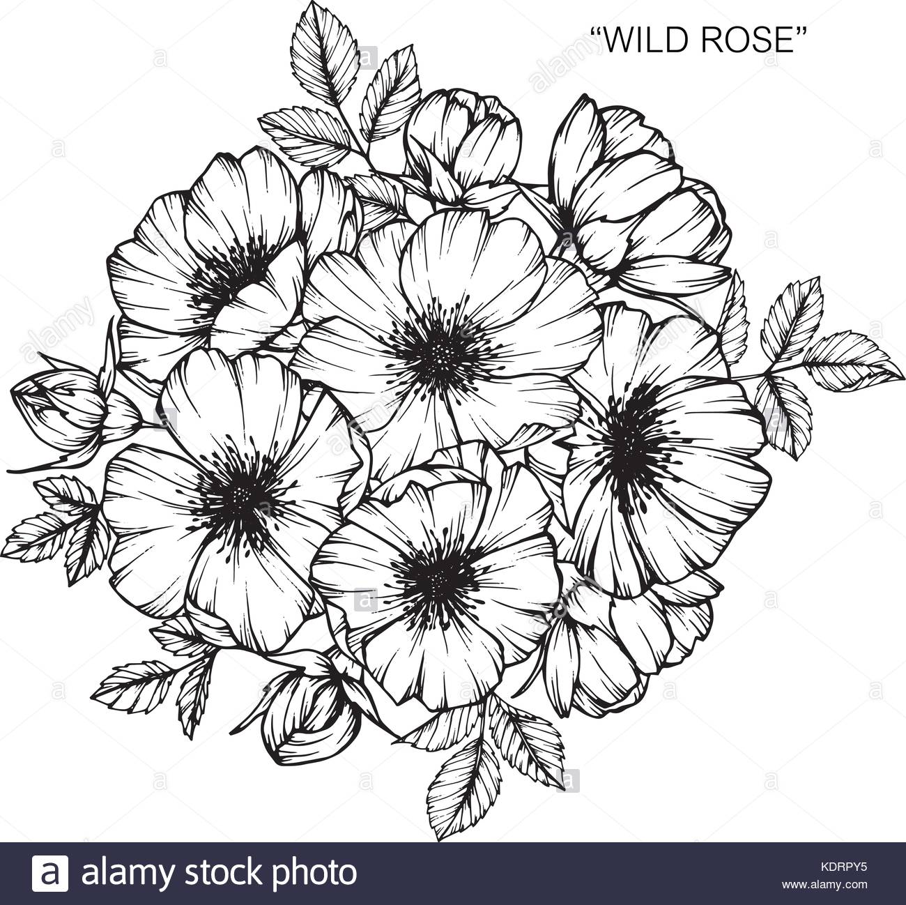 1300x1298 Wild Rose Stock Vector Images