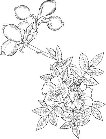 366x480 Wild Rose Coloring Page Free Printable Coloring Pages