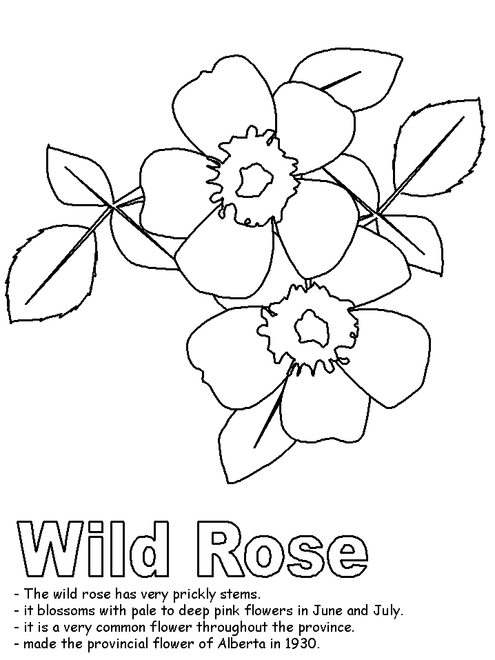 718x957 Wild Rose Coloring Page