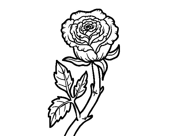 600x470 Wild Rose Coloring Page