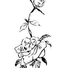 220x220 Wild Rose Coloring Pages