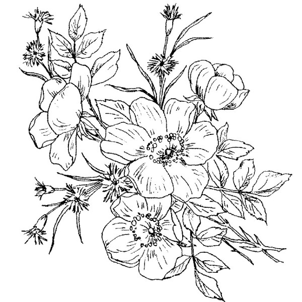 600x600 Black And White Wild Rose Tattoo