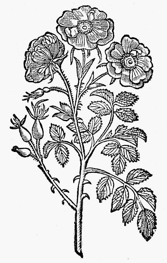 571x900 Botany Double Wild Rose Drawing By Granger