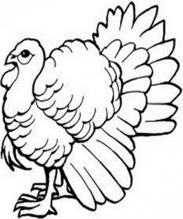 260x311 Easy Wild Turkey Drawings