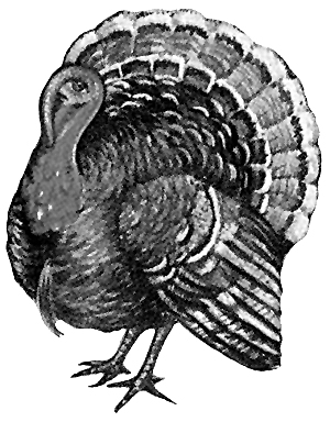 300x384 Fileturkey (Bird)