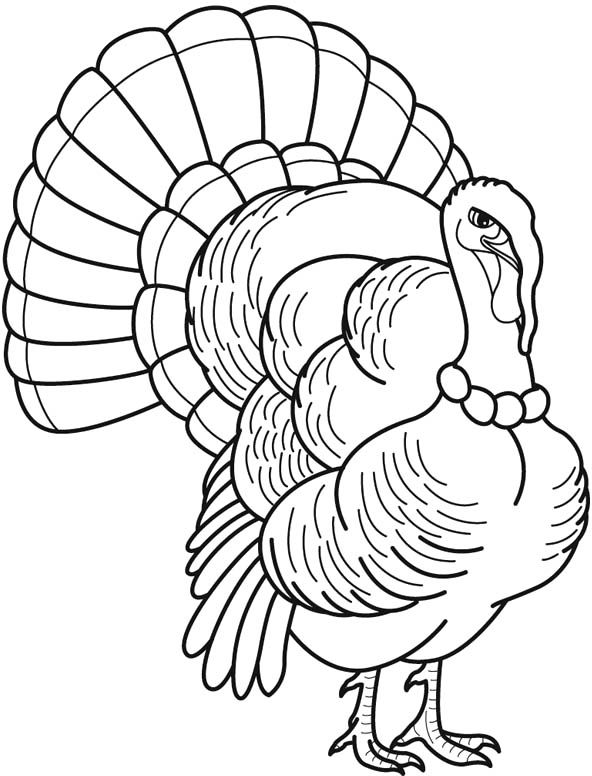 592x776 34 Best Turkey Images On Coloring Pages, Turkey
