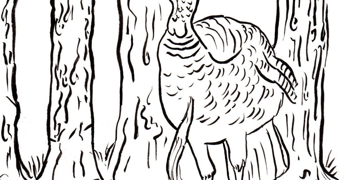1200x630 Wild Turkey Coloring Page