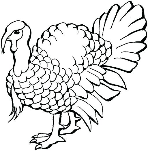 513x525 Wild Turkey Coloring Page Turkey Head Coloring Page Line Drawings