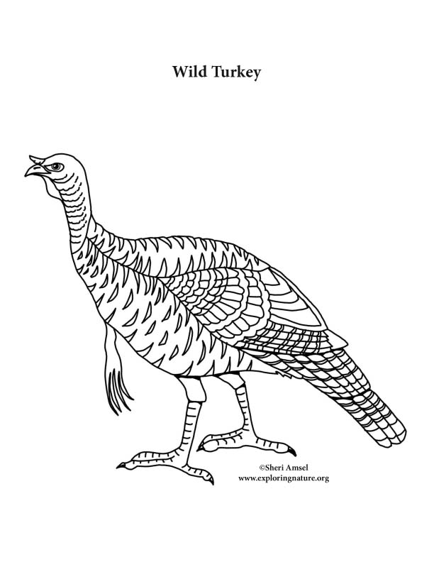 612x792 Wild Turkey Coloring Page