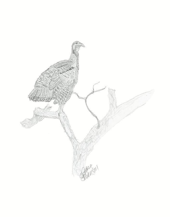 706x900 Wild Turkey Drawing By Sara Stevenson