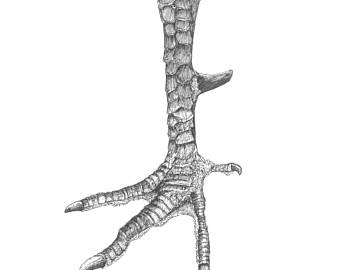 340x270 Wild Turkey Drawing Etsy